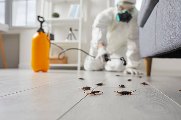 Post-Treatment Bed Bug Interceptor Monitoring in Flying Hills